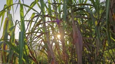 Sabah güneşi doğar kırsal yol kenarındaki çalılıklara doğru.. 