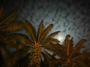 Gece gökyüzü Ay 'ı, palmiye ağaçlarının üzerinde.. 