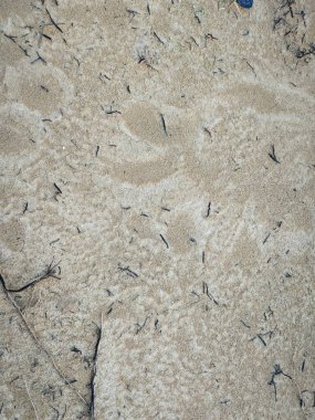 Yüzey toprağının dokusu erozyona maruz kalır..