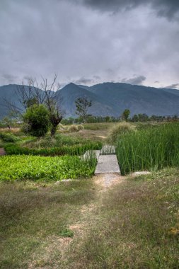 Beautiful vegetation landscape growing around the fresh water lake. clipart