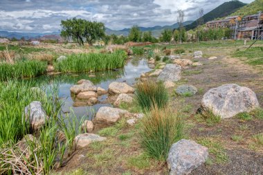 Tatlı su gölünün etrafında büyüyen güzel bitki örtüsü..