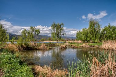 Tatlı su gölünün etrafında büyüyen güzel bitki örtüsü..