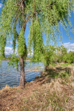 Tatlı su gölünün etrafında büyüyen güzel bitki örtüsü..