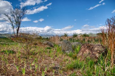 Tatlı su gölünün etrafında büyüyen güzel bitki örtüsü..
