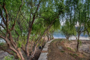 Tatlı su gölünün etrafında büyüyen güzel bitki örtüsü..