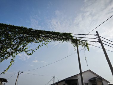 Ot sarmaşığı elektrik ve telefon kablolu sokak direğine tırmanıyor..