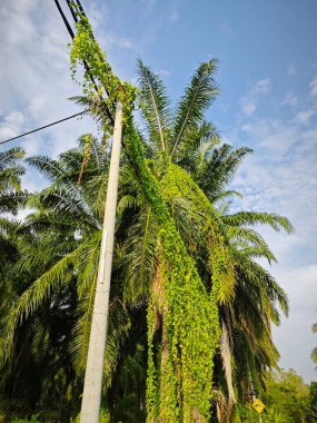 Ot sarmaşığı elektrik ve telefon kablolu sokak direğine tırmanıyor..