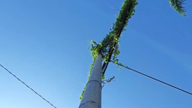 Ot sarmaşığı elektrik ve telefon kablolu sokak direğine tırmanıyor..   