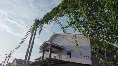 Ot sarmaşığı elektrik ve telefon kablolu sokak direğine tırmanıyor..   