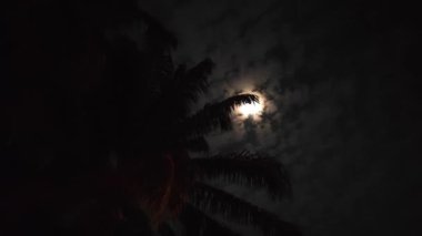 Gece gökyüzü Ay 'ı, palmiye ağaçlarının üzerinde.. 