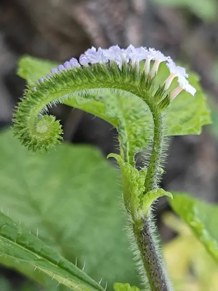 stock image close shot of the Heliotropium indicum flower.