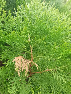 Platycladus Orientalis yapraklarının yakın çekim desenleri.