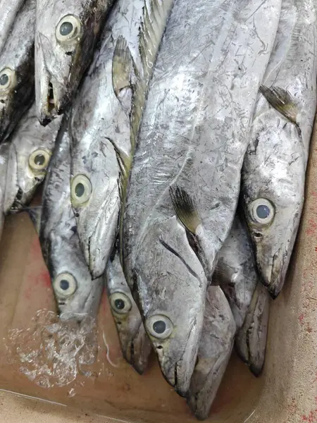 stock image many Trichiurus lepturus fishes for sale.