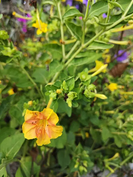 Stock image tiny Mirabilis jalapa petal flower.