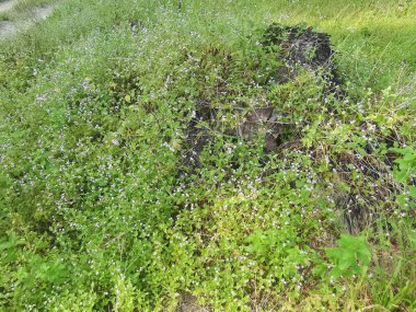 Tarlada yetişmiş güzel otlaklar var..