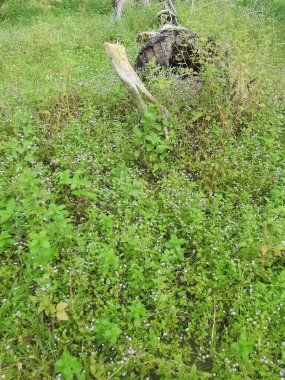 Tarlada yetişmiş güzel otlaklar var..