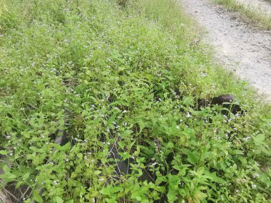 Tarlada yetişmiş güzel otlaklar var..