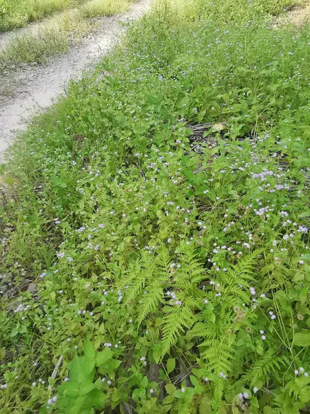 stock image bushy meadows of beautiful wild overgrown vegetation on the field.