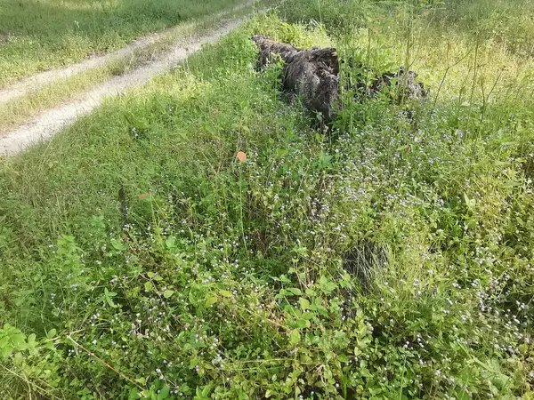 stock image bushy meadows of beautiful wild overgrown vegetation on the field.