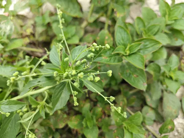 stock image micrococca mercurialis the wild annual weed plant with tiny seeds on the stem.