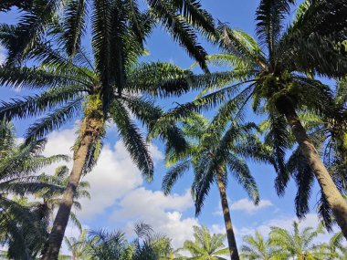 Güzel öğleden sonra mavi gökyüzüne bakıyorum..