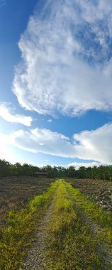 Gündüz vakti boş araziye giden patika..
