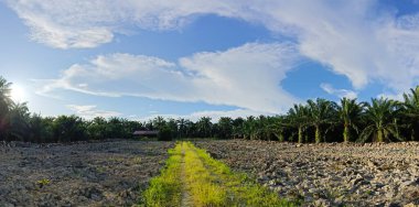 Gündüz vakti boş araziye giden patika..