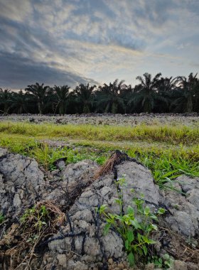 Aydınlık sabah mavi gökyüzü boş topraklarda. 