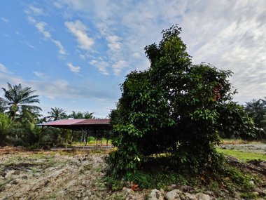 Terk edilmiş ve ihmal edilmiş boş topraklardaki ahşap barakada mavi sabah gökyüzü.  
