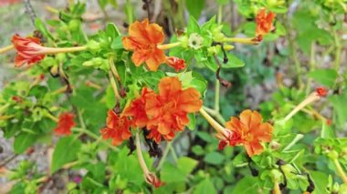 Minik Mirabilis Jalapa yaprağı çiçeği.