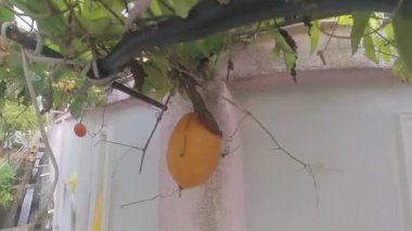 Dikenli momordika koçinensis meyvesi asma ağacında asılı..