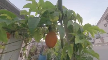 Dikenli momordika koçinensis meyvesi asma ağacında asılı..