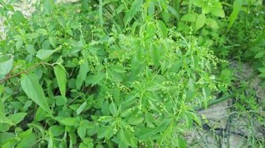 Mikro koka merkür, her yıl kullanılan ve sapında küçük tohumlar bulunan yabani ot bitkisidir..