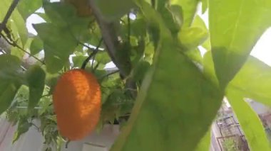 Dikenli momordika koçinensis meyvesi asma ağacında asılı..