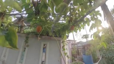 Dikenli momordika koçinensis meyvesi asma ağacında asılı..