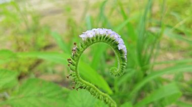 Vahşi mavi renkli minik Heliotropium çiçeği.     