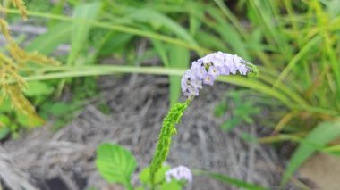 Vahşi mavi renkli minik Heliotropium çiçeği.     
