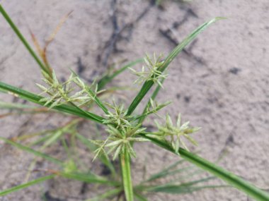 Cyperus İria, kalabalığı yeşillendirmek için sarımsı kahverengi tüylü bir ottur..