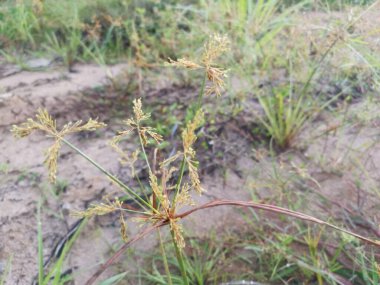 Cyperus İria, kalabalığı yeşillendirmek için sarımsı kahverengi tüylü bir ottur..