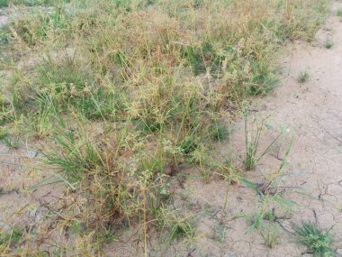 Cyperus İria, kalabalığı yeşillendirmek için sarımsı kahverengi tüylü bir ottur..