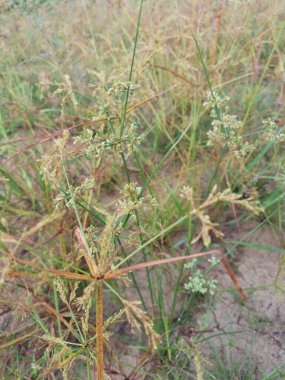 Cyperus İria, kalabalığı yeşillendirmek için sarımsı kahverengi tüylü bir ottur..