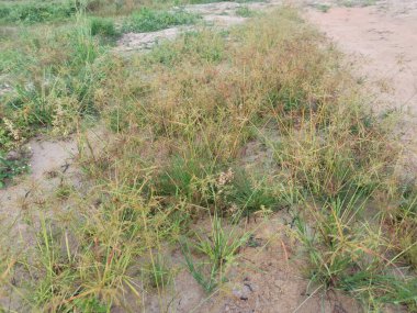 Cyperus İria, kalabalığı yeşillendirmek için sarımsı kahverengi tüylü bir ottur..