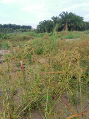 Cyperus İria, kalabalığı yeşillendirmek için sarımsı kahverengi tüylü bir ottur..