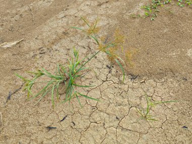 Cyperus İria, kalabalığı yeşillendirmek için sarımsı kahverengi tüylü bir ottur..