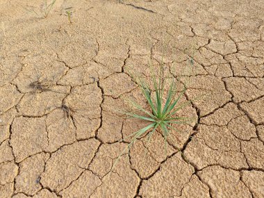 Cyperus İria, kalabalığı yeşillendirmek için sarımsı kahverengi tüylü bir ottur..