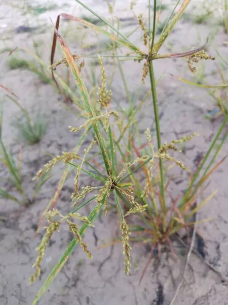 stock image Cyperus iria is a tufted weed with a yellowish brown to greenish crowded inflorescence.