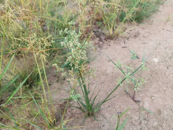 Cyperus İria, kalabalığı yeşillendirmek için sarımsı kahverengi tüylü bir ottur..