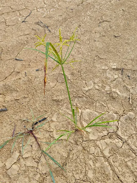 stock image Cyperus iria is a tufted weed with a yellowish brown to greenish crowded inflorescence.