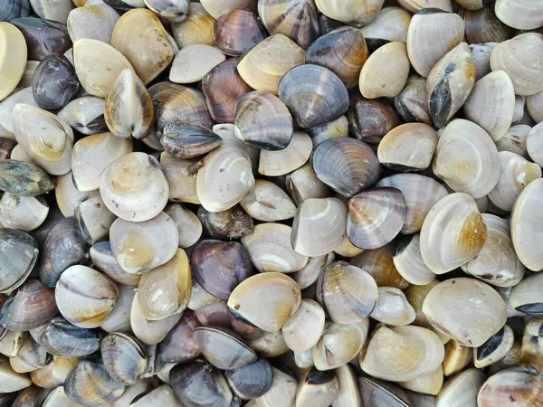 stock image pile of smooth shell Asaphis violascens clams for sale on the tray.