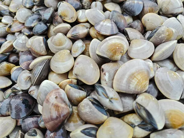 stock image pile of smooth shell Asaphis violascens clams for sale on the tray.